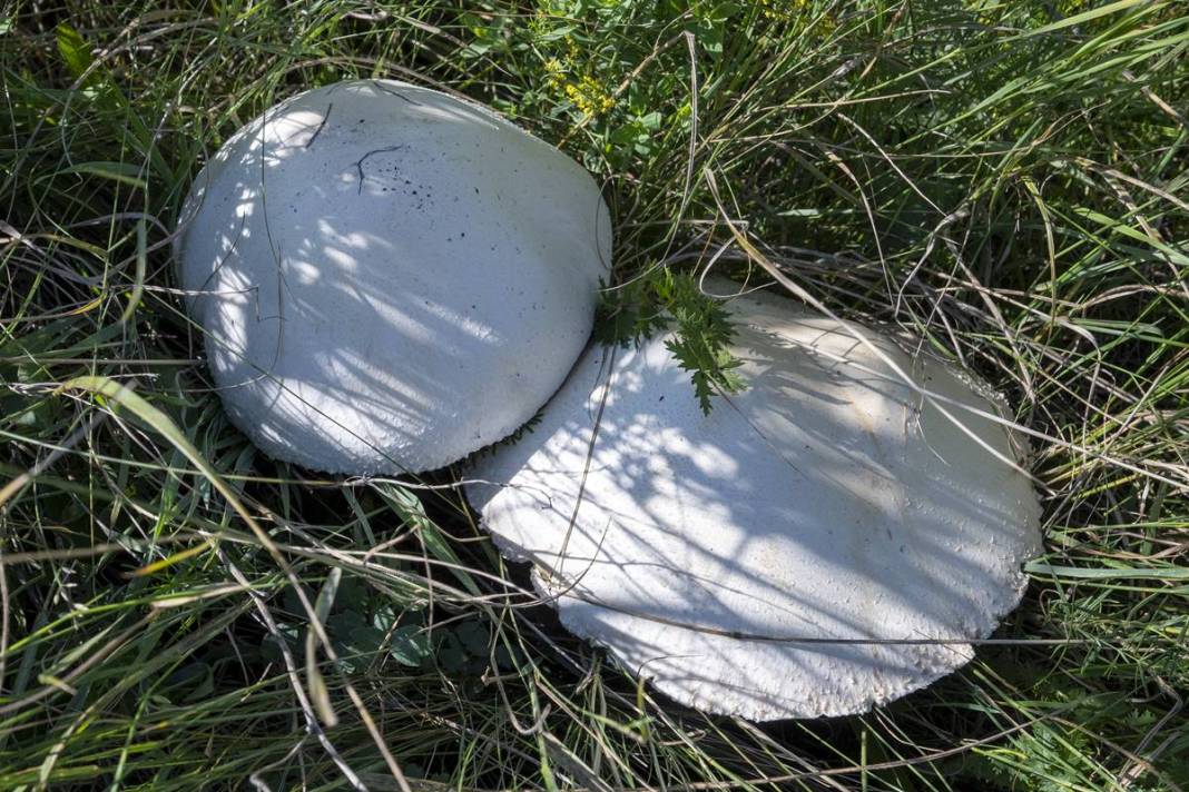 Yağmurdan sonra şaşırtan manzara: Böylesi görülmedi! 40 cm çapında, köylüler bile hayrete düştü 4